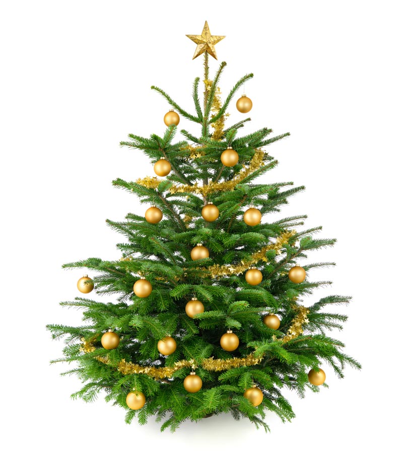 Komplett Angebot Premium Nordmanntanne 1A Weihnachtsbaum Sortierung 1,40m - 1,65m Kugelfarbe wählbar