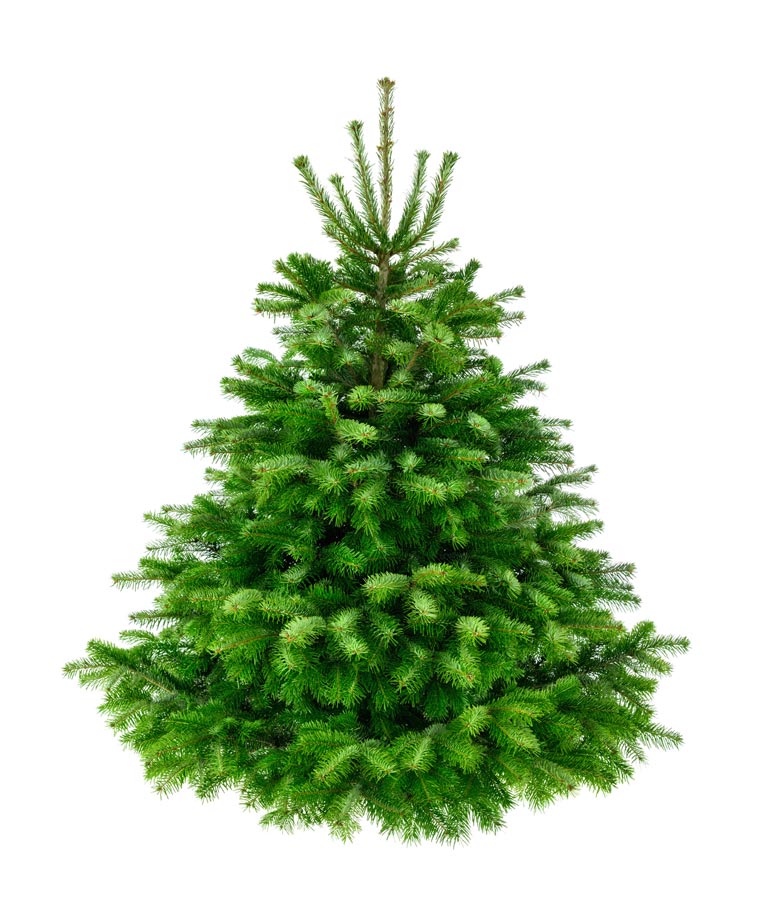 Premium Nordmanntanne 1A Weihnachtsbaum Sortierung 2,00m - 2,25m